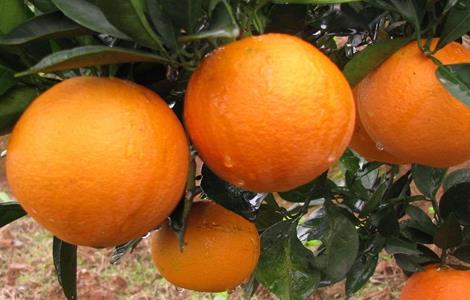 冰糖橙的栽培技术 冰糖橙栽培管理技术