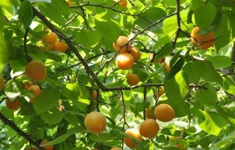 杏树采收后的管理方法 杏树采收后的管理方法有哪些