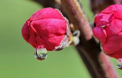 花蕾处理
