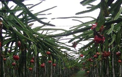 火龙果 种植 技术