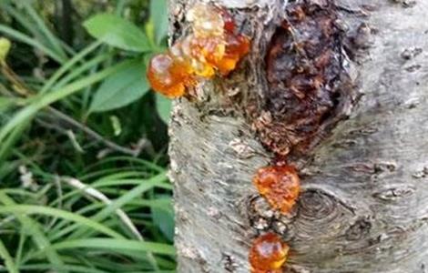 怎样防治桃树流胶病（如何防治桃树流胶病）