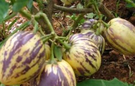 香瓜茄的种植方法 香瓜茄的种植技术