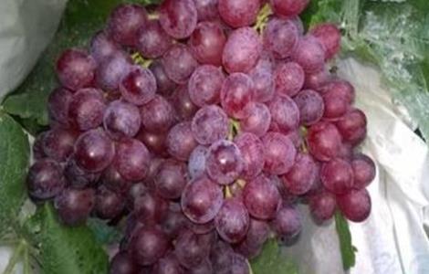 红宝石葡萄高产栽培技术 红宝石葡萄高产栽培技术与管理