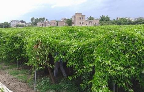 百香果栽培管理技术 百香果种植技术