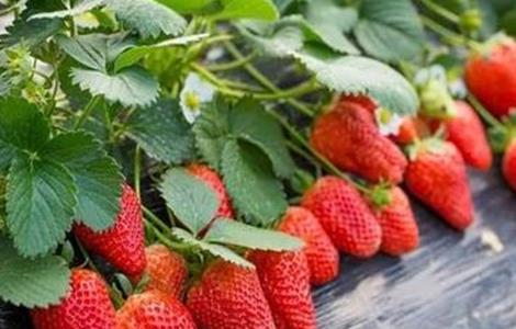 奶油草莓种植技术（奶油草莓种植技术视频）