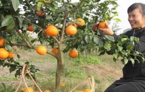 红美人柑橘种植技术 红美人柑橘种植技术视频