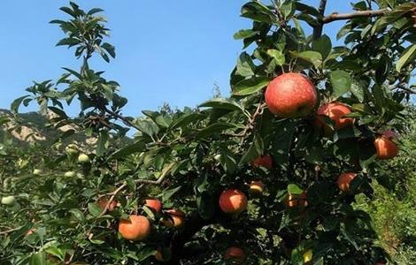 苹果园 夏季管理 技术要点