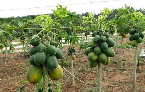 木瓜种植技术及亩产（木瓜种植技术及亩产量）