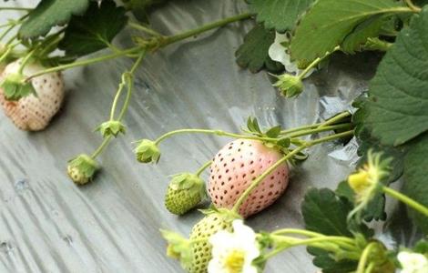 菠萝莓的生长环境（菠萝莓的生长环境和温度）