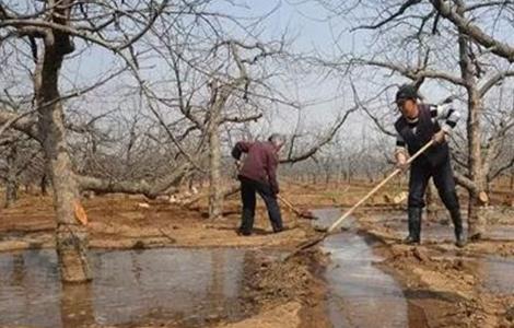 苹果园如何浇灌封冻水