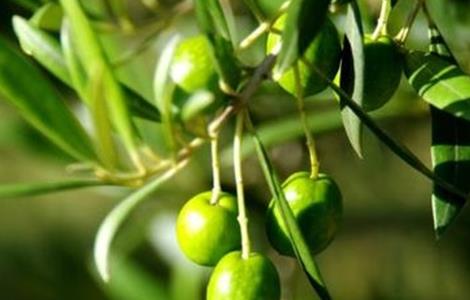 橄榄种植条件 橄榄种植条件联赢方式