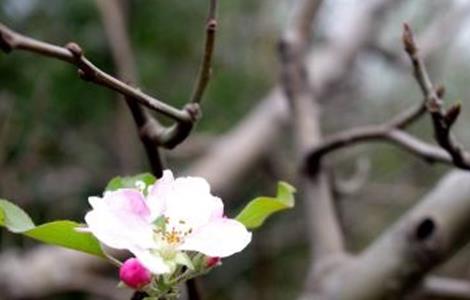 苹果 开花前 管理技术