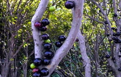 嘉宝果庭院种植要点（嘉宝果适合庭院种植吗）