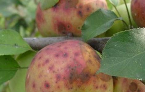 苹果缺钙原因及防治措施 苹果树缺钙和防止措施
