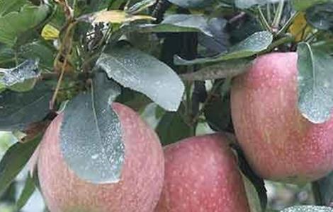 苹果补钙有哪些误区 苹果树补钙有什么好处