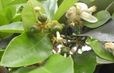 蜜柚促花保果技术 蜜柚促花保果技术视频