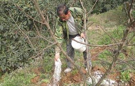 桃树春季施肥要点