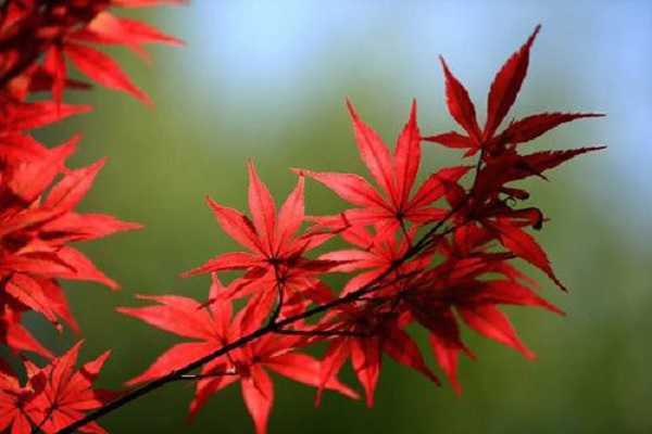 哪种红枫三季都红，盘点观赏价值高的枫树