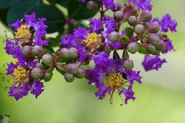紫薇花能吃吗，怎样种植紫薇花（紫薇花如何种植）