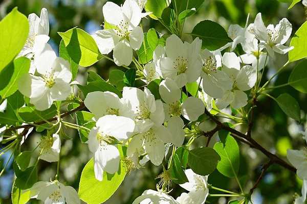 梨树几月份开花，梨花的含义及作用 梨树是什么季节开的花