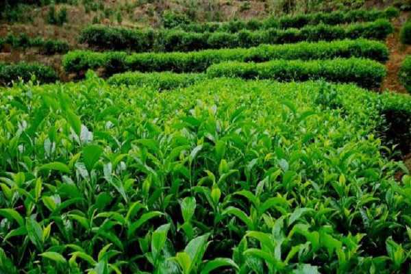 茶树怎么种植，茶树需要几年能长大 茶树怎么种植,茶树需要几年能长大叶