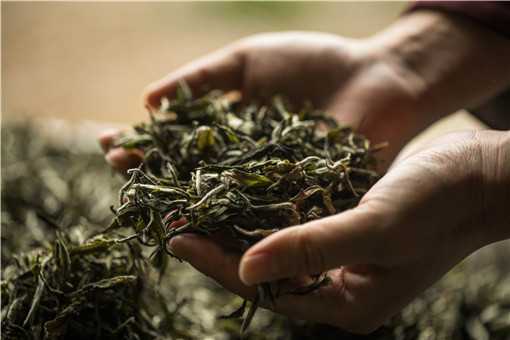 茶叶种植前景如何 茶叶的前景如何