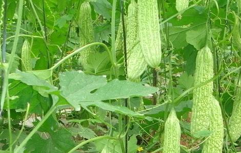 苦瓜种植技术 苦瓜种植技术要点