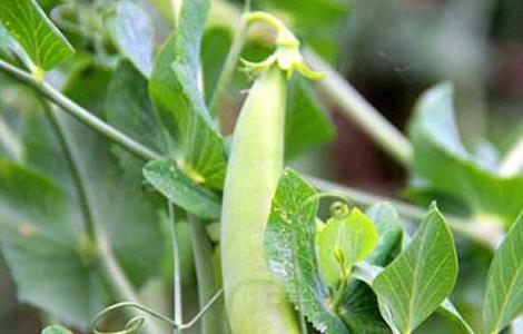 豌豆种子价格及种植方法（豌豆种子价格及种植方法视频）