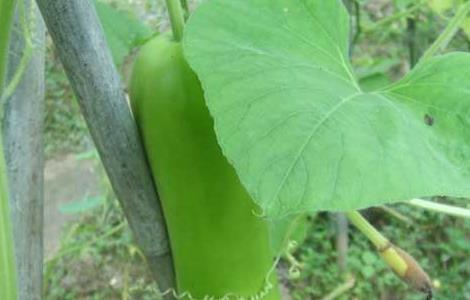 葫芦瓜怎么种植最好 葫芦瓜怎么种植最好活
