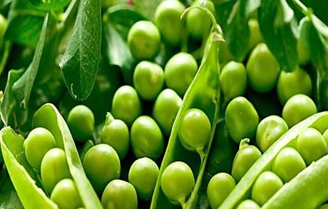 怎样种植豌豆（怎样种植豌豆才能高产）