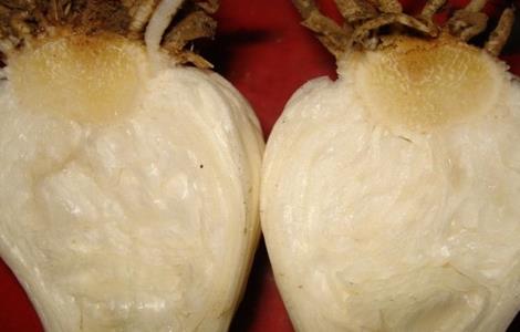 大蒜畸形的原因及防治措施 大蒜畸形的原因及防治措施图片
