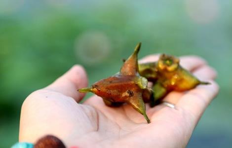 菱角 常见病虫害 防治方法