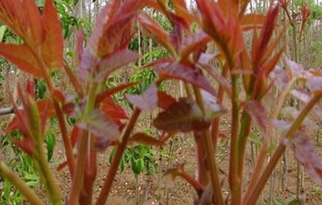 香椿种植技术