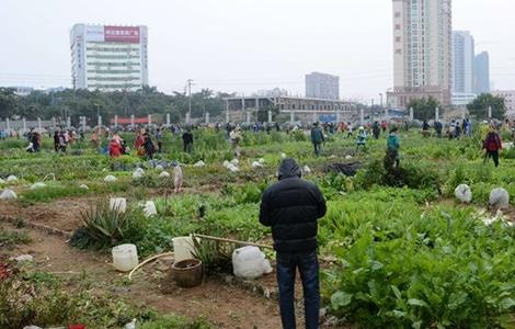 生菜高产施肥技术