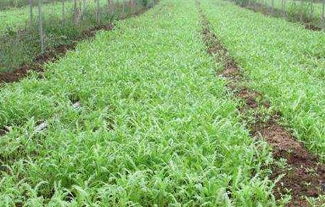 田间管理 茼蒿 种植