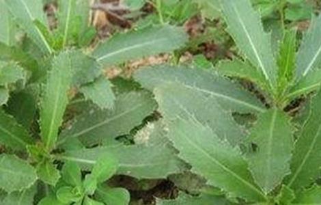 刺儿菜怎么种（刺儿菜怎么种出来的）