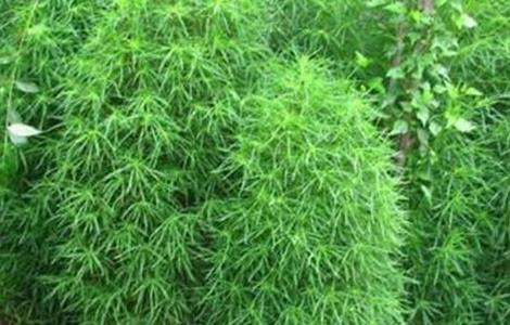 扫帚菜的种植方法（扫帚菜的种植方法和技术）