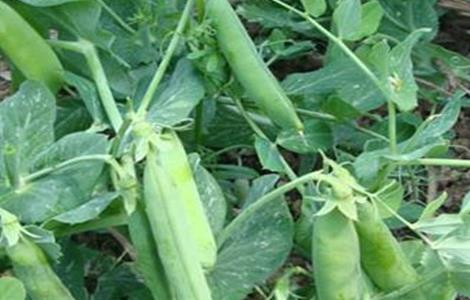 豌豆的种植注意事项 种植豌豆的管理要点