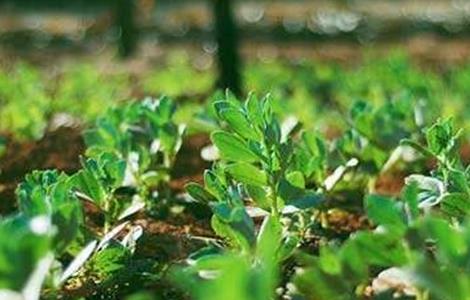 豌豆的高产施肥技术（豌豆的高产施肥技术与管理）