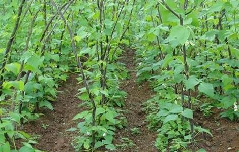 芸豆的病虫害防治方法 芸豆的病虫害防治方法有哪些