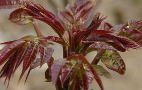 香椿 该怎么 繁殖