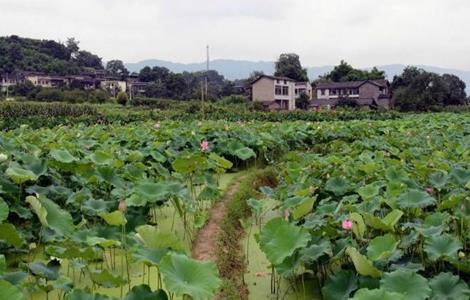 莲藕 种植 技术