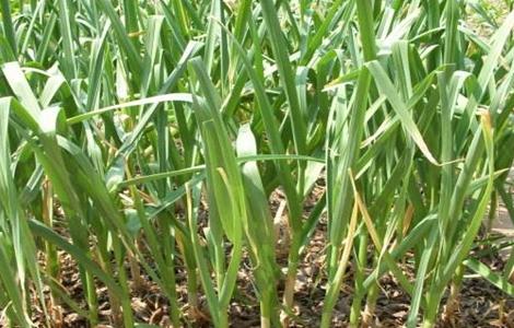 大蒜春季水肥管理措施 大蒜春季水肥管理措施及方法