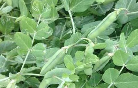 豌豆高产种植技术 豌豆高产种植技术与管理