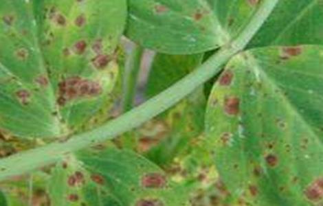 豌豆常见病虫害防治方法（豌豆常见病虫害及防治）