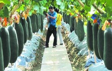 黑皮冬瓜的种植技术 黑皮冬瓜的种植技术和管理