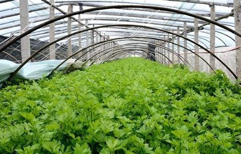 芹菜大棚种植管理 芹菜大棚种植管理技术视频