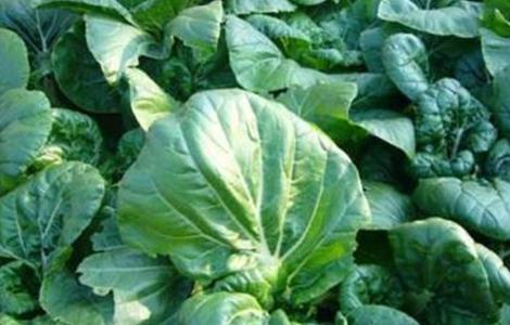 夏季白菜种植管理要点 种植大白菜的方法和管理要点
