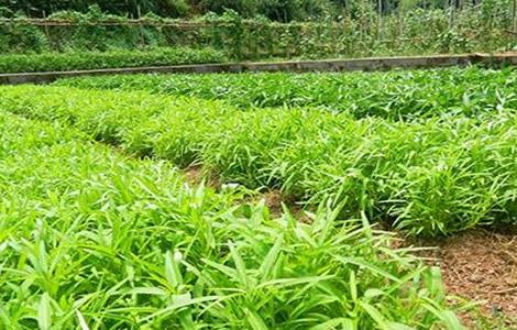 空心菜种植 空心菜 种植技术