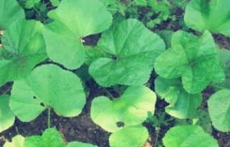 冬寒菜的种植时间和方法（冬寒菜的种植时间和方法是什么）